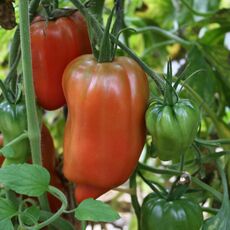 Andenhorn (Tomatenpflanze)