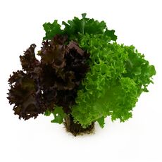 Salat-TRIO mit Wurzelballen