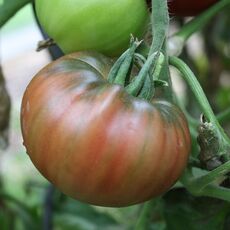 Schwarze Krim (Tomatenpflanze)