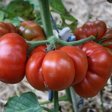 Roter Russe (Tomatenpflanze)